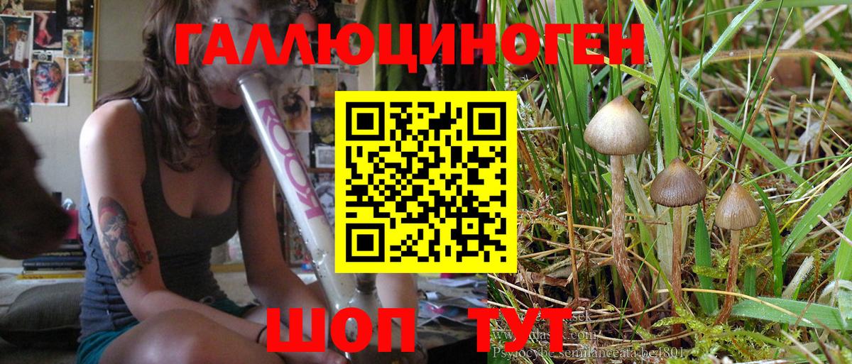 Галлюциногенные грибы Psilocybe Костомукша